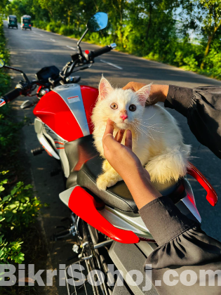 Traditional Persian kitten